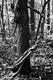Entwined 10